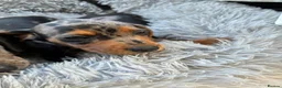 Miniature Dachshund dogs for sale: Miniature dachshund puppies - Advert 7