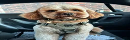 Cavapoo dogs for stud: Rio – Proven F1 Cavapoo Stud | DNA Health Tested - Advert 3