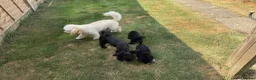 Schnoodle dogs for sale: Adorable Schnoodle puppy  - Advert 5