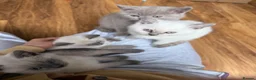 British Shorthair cats for sale: Britishshort hair Pedigree Kittens | DNA Clear  - Advert 7