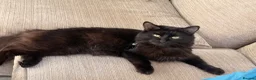 Mixed Breed cats for sale: 1 girl fluffy tabby - Advert 10