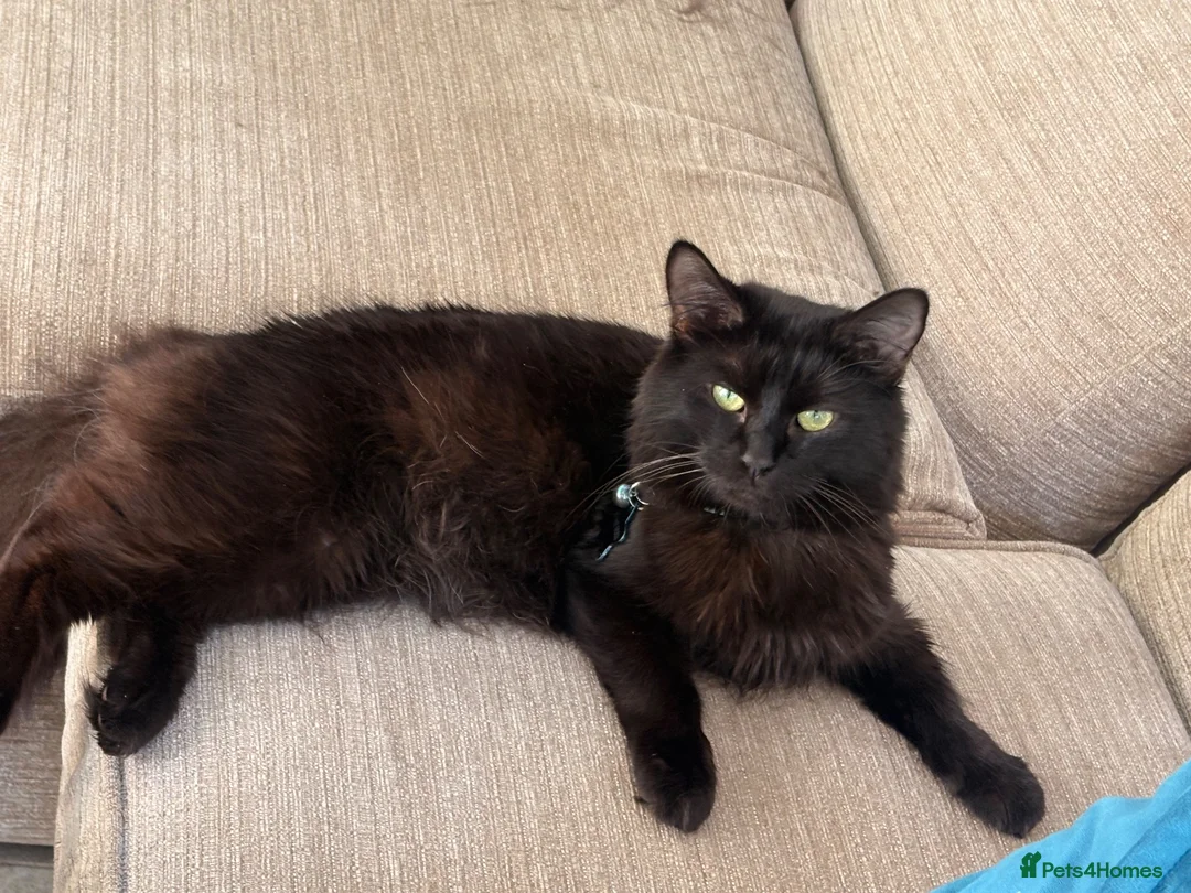Mixed Breed cats for sale: 1 girl fluffy tabby - Advert 10