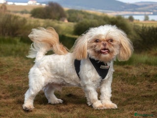 Shih Tzu dogs in Liverpool - Advert 11