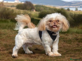 Shih Tzu dogs WAFFLES Karashishi Imperial Shihtzu for stud in Liverpool - Advert 9