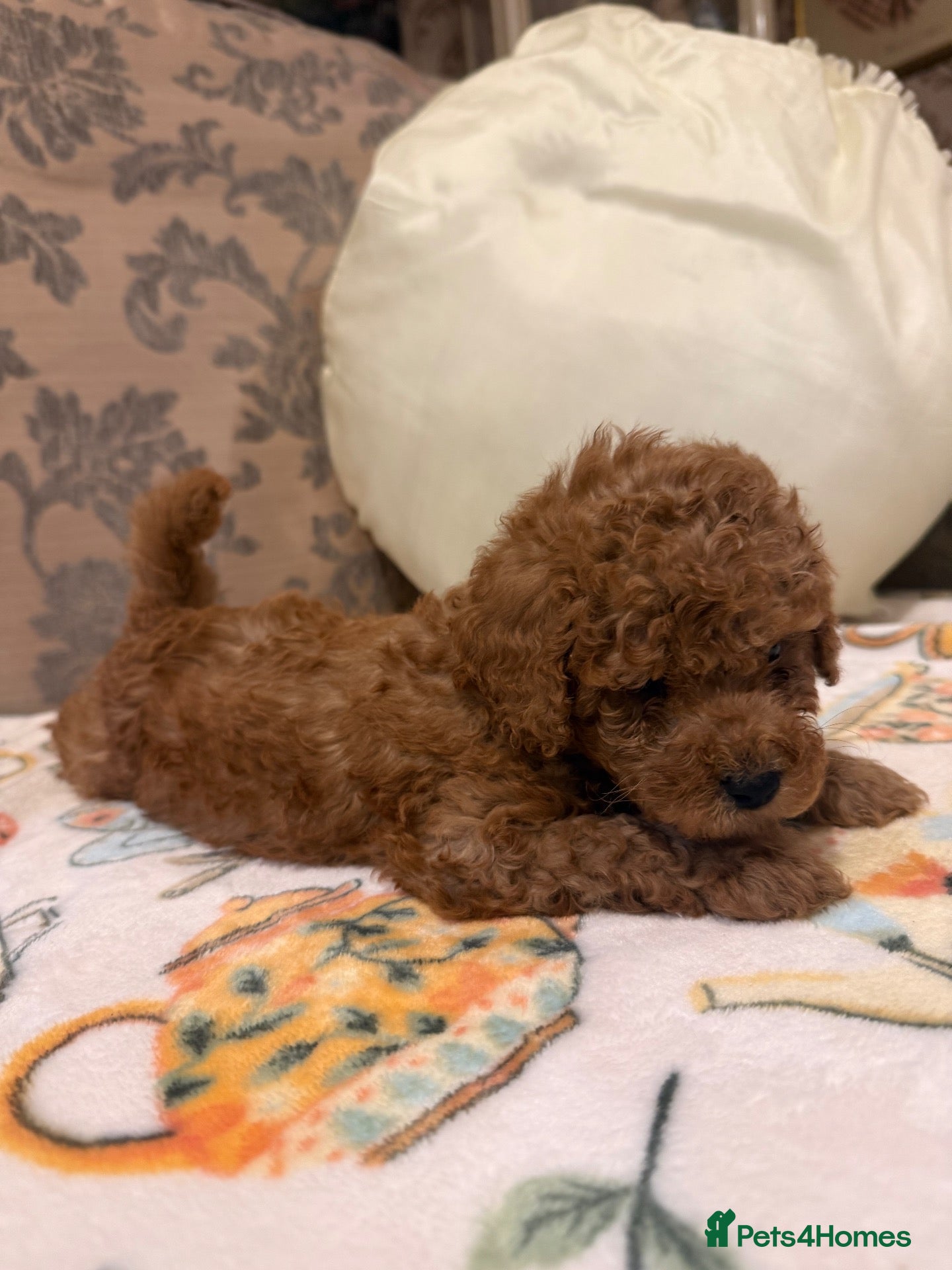 Toy Poodle dogs 🐾meet Tallulah‘s beautiful liter onlyone boy left - Advert 1