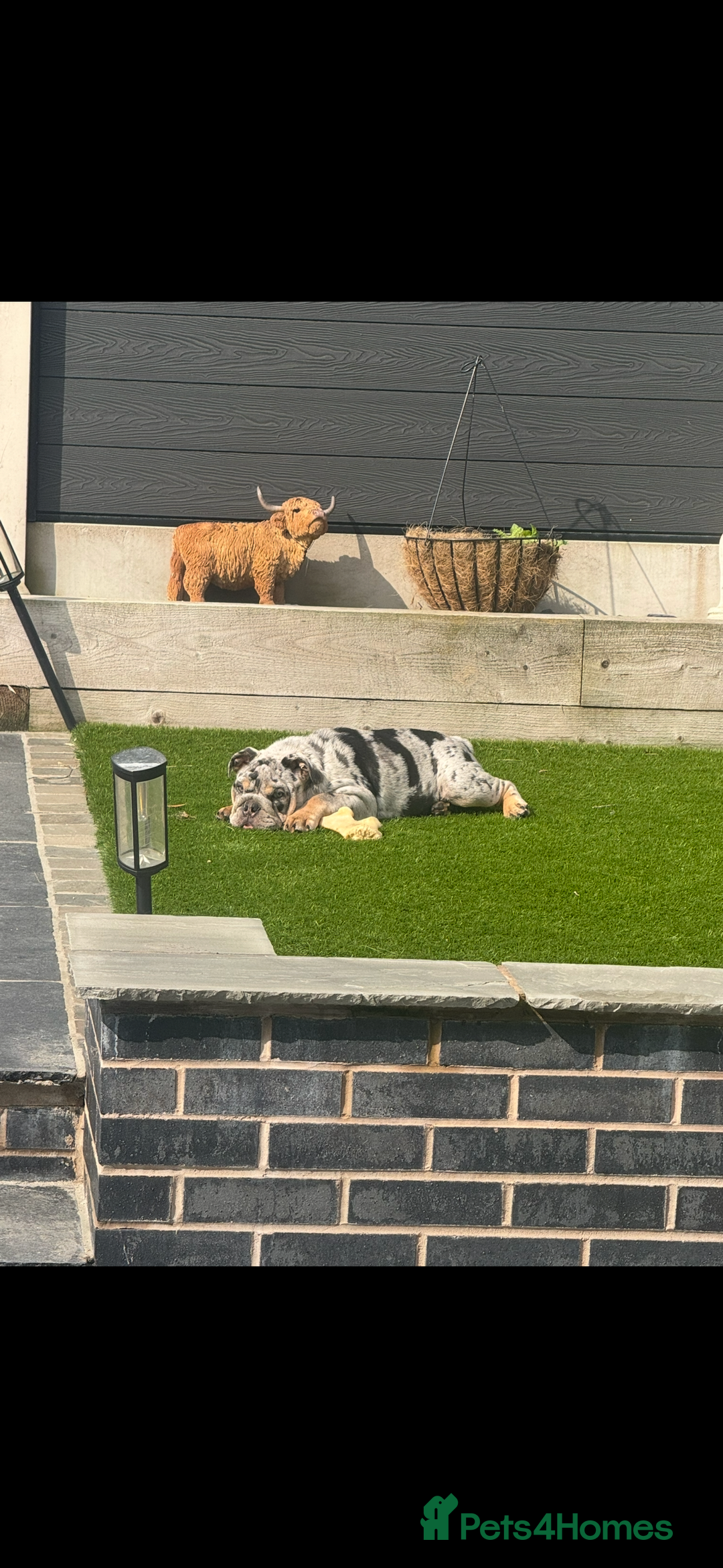 English Bulldog dogs for sale: Grey Merle male english bulldog puppy - Image 17