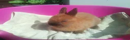 Netherland Dwarf rabbits for sale: Pretty Female and Male Netherland Dwarf Babies - Advert 3