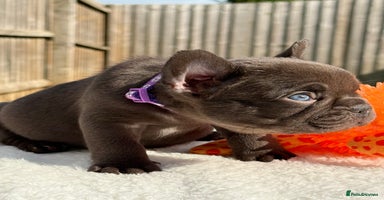 French Bulldog dogs - Advert 8