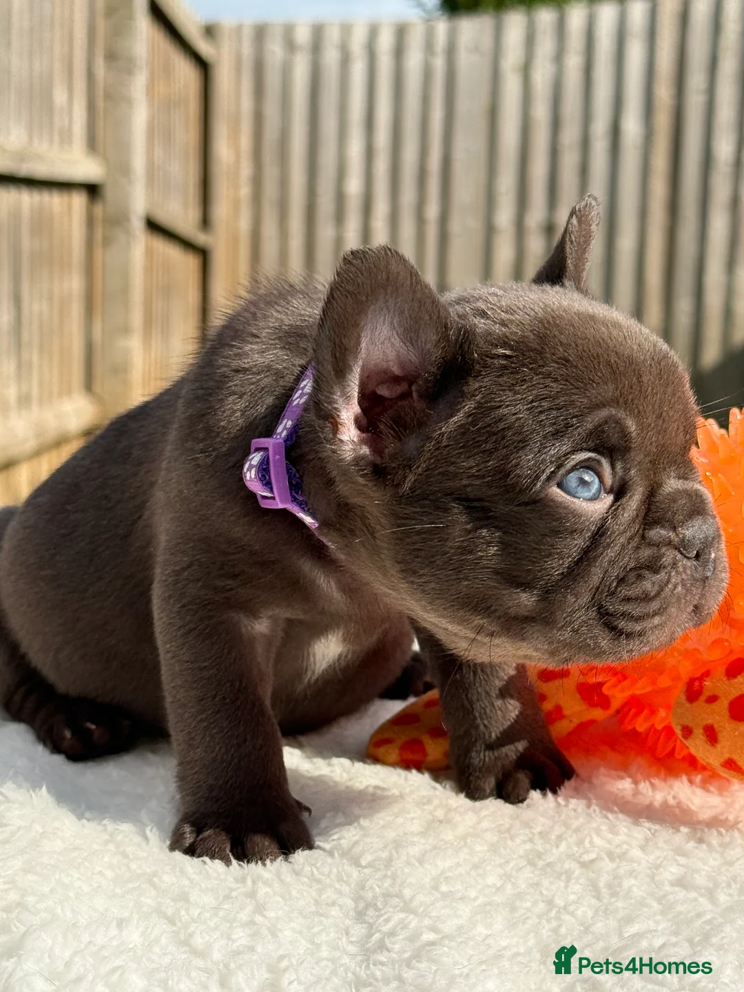 French Bulldog dogs for sale: Hikema X Cheeko (French bulldogs) - Advert 15