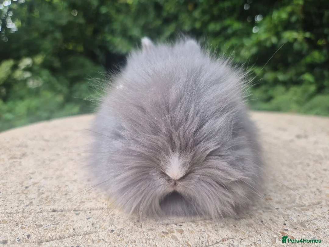 Angora rabbits for sale: ❤️STUNNING IMPORTED PARENTS- TEDDYDWERG BABIES❤️ - Advert 40