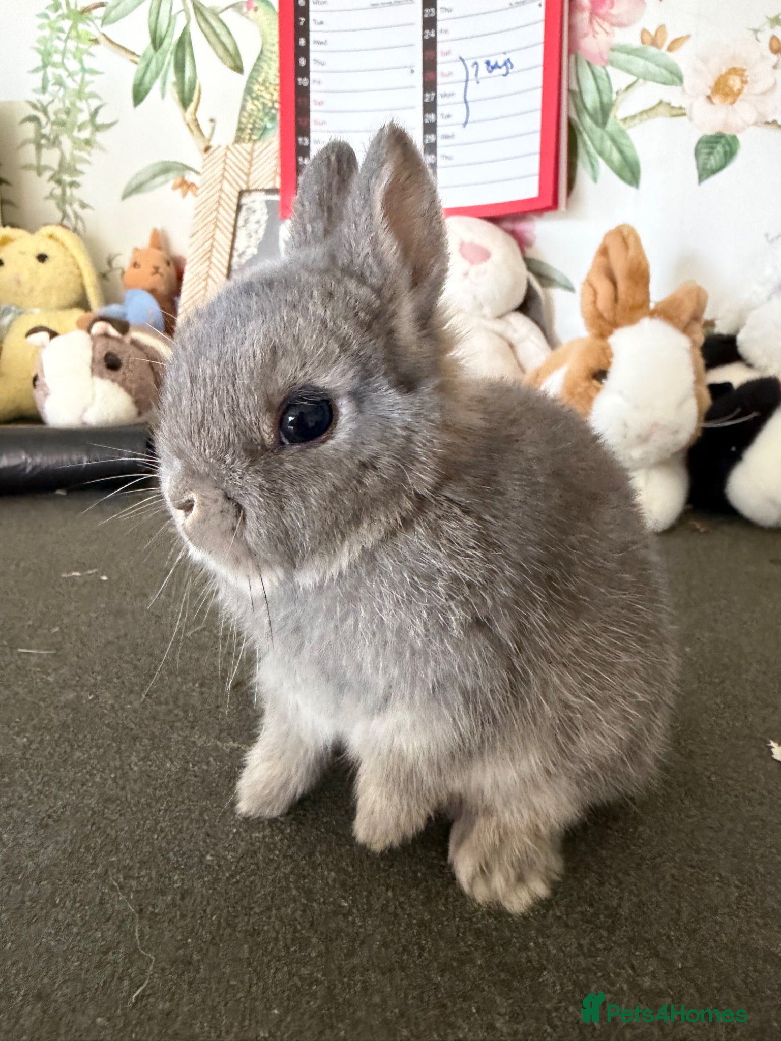 Netherland Dwarf rabbits Netherland dwarfs  - Advert 3