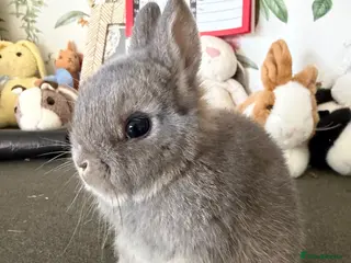 Netherland Dwarf rabbits Netherland dwarfs - Advert 1