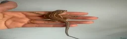Bearded Dragon reptiles for sale: Friendly baby dragons - Advert 6