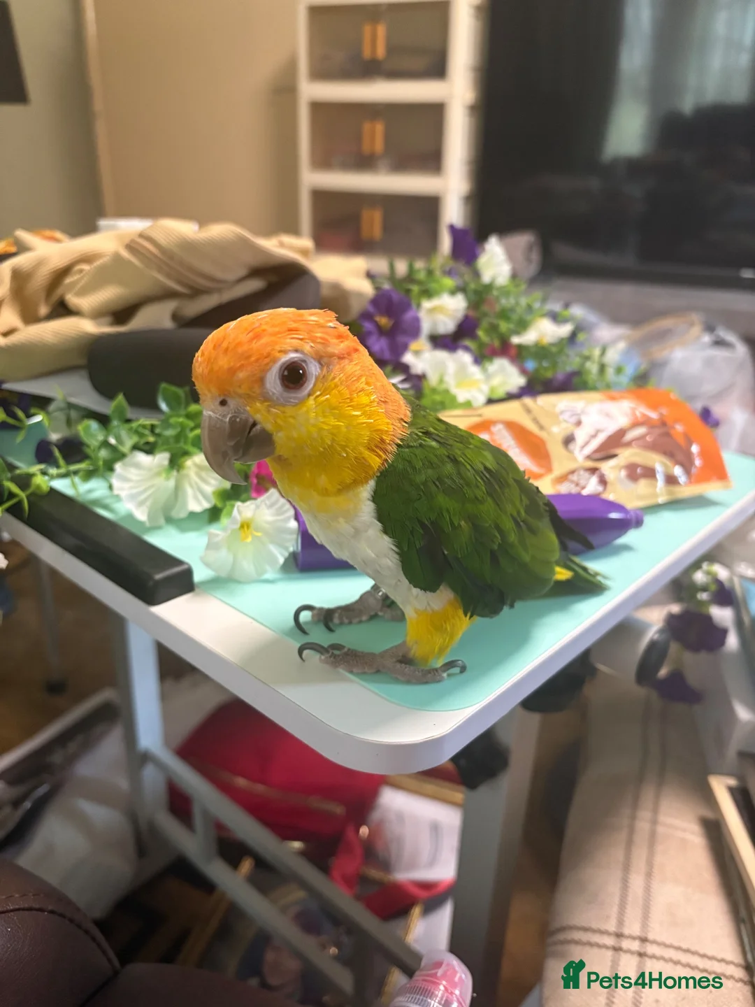 Parrots birds for sale: Caique in Thetford - Advert 5