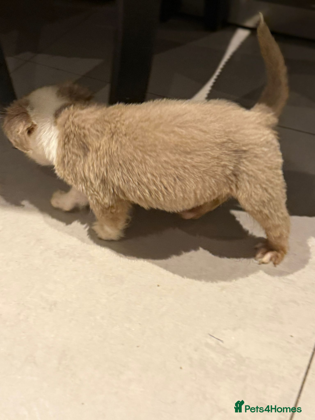 Old Tyme Bulldog dogs for sale: Olde English Fluffy bulldog puppies - Advert 21