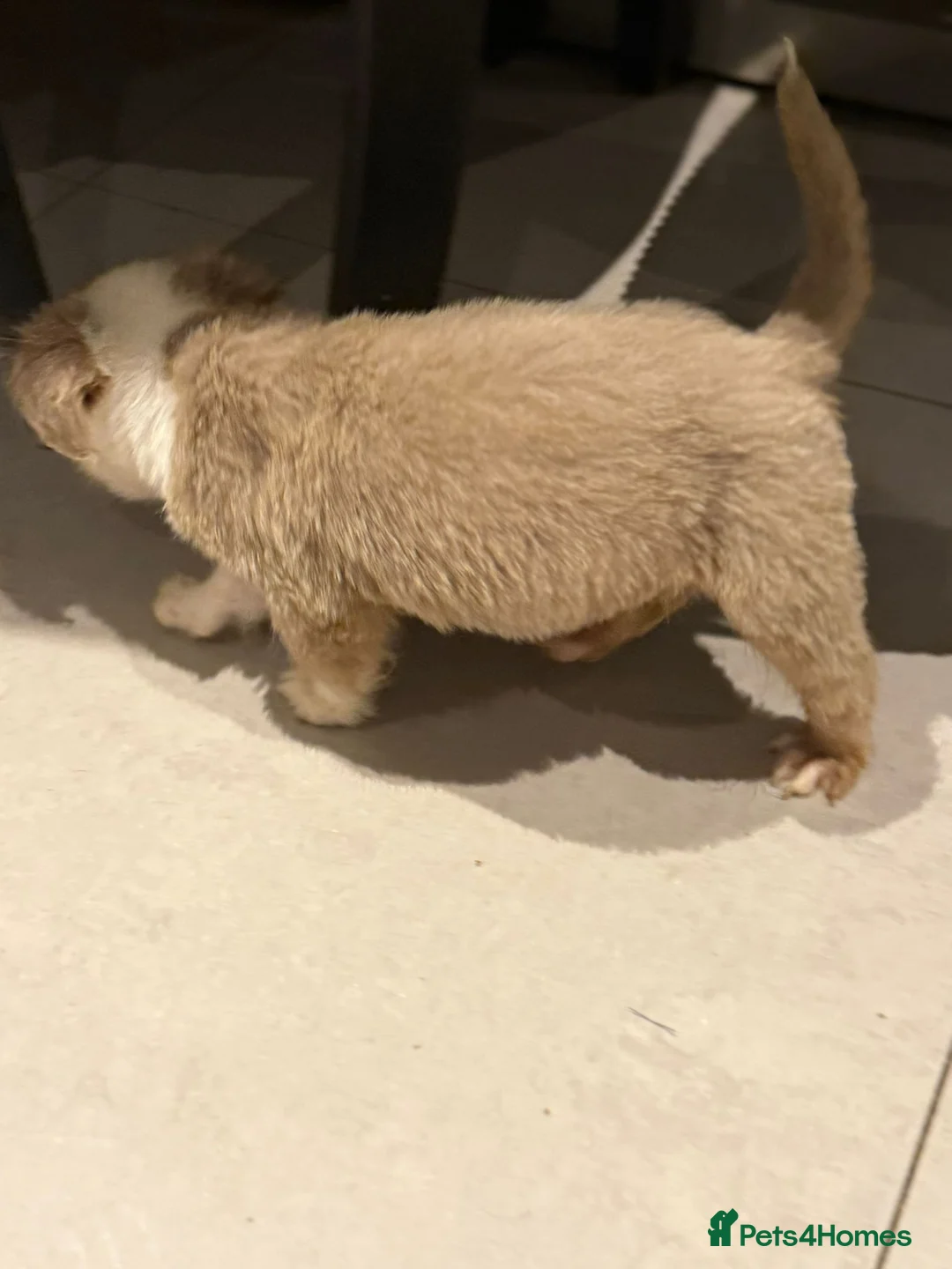 Old Tyme Bulldog dogs for sale: Olde English Fluffy bulldog puppies - Advert 24