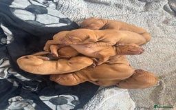 Hungarian Vizsla dogs for sale: Stunning KC Vizsla Pups - Image 8