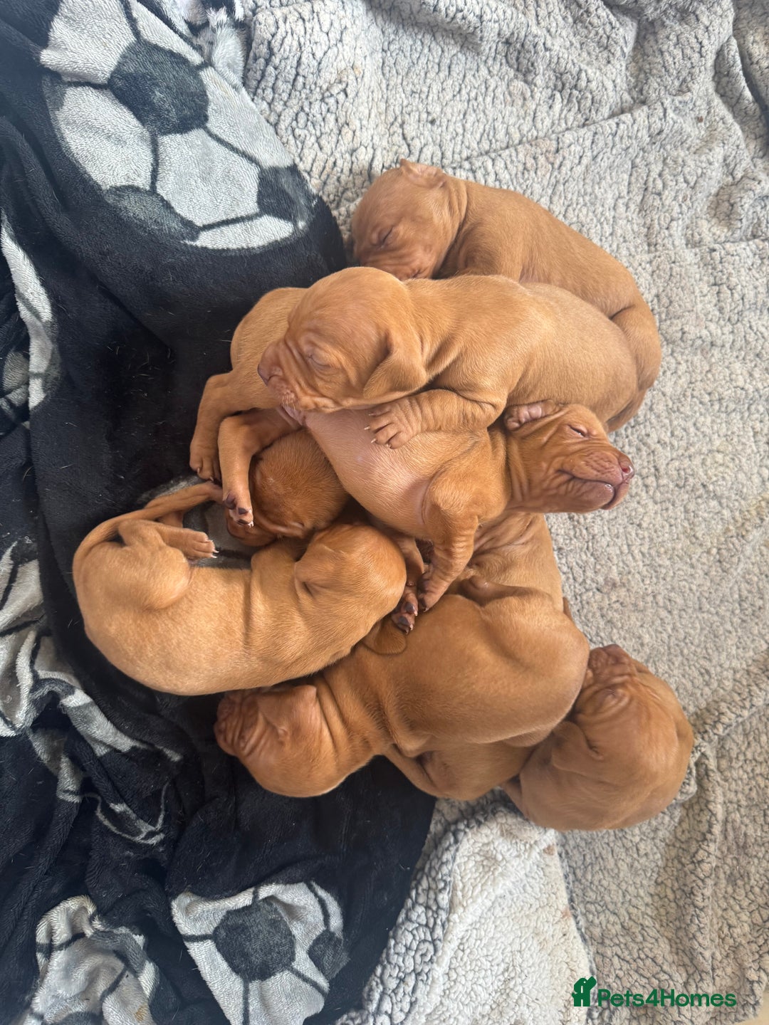 Hungarian Vizsla dogs for sale: Stunning KC Vizsla Pups - Image 8