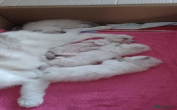 Ragdoll cats for sale: Blue mitted ragdoll kittens - Image 12