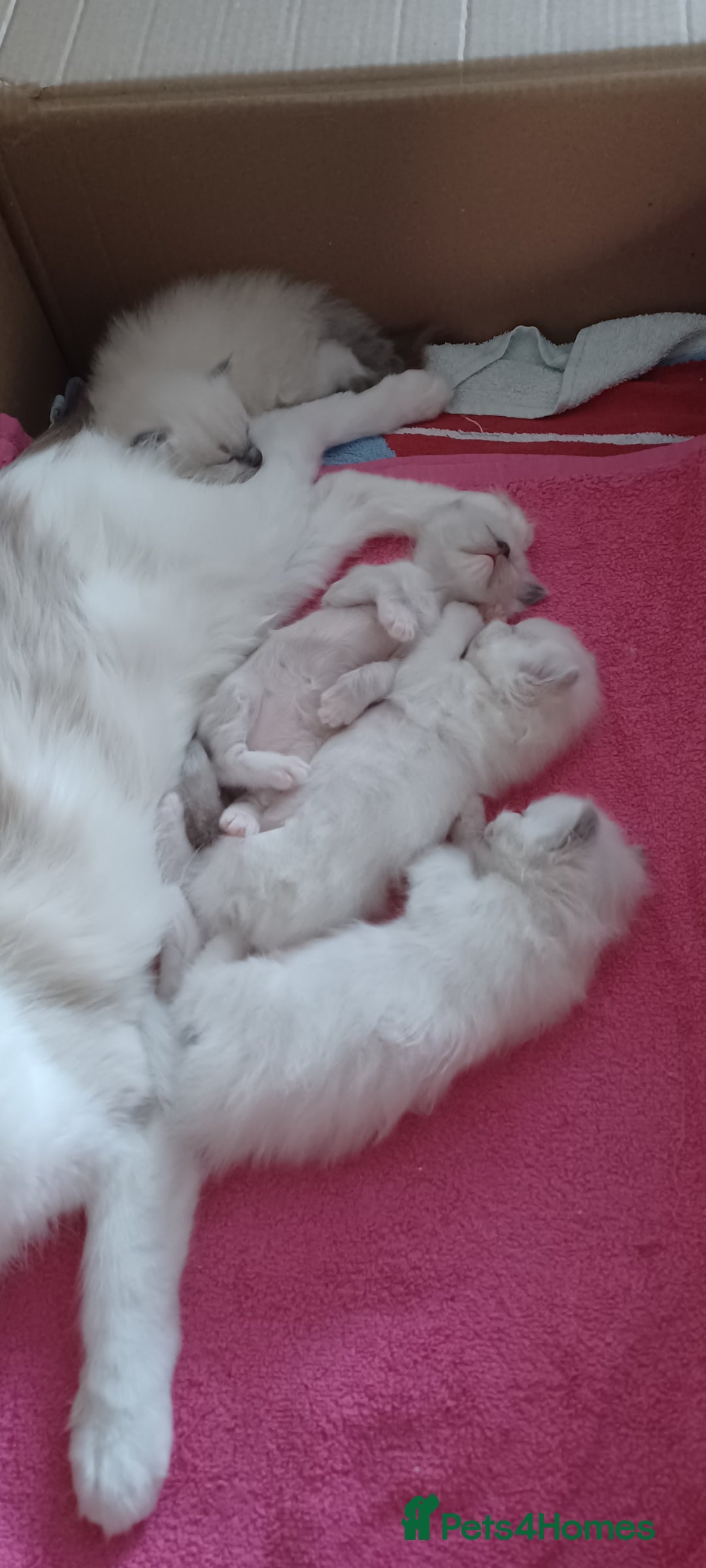 Ragdoll cats for sale: Blue mitted ragdoll kittens - Image 12