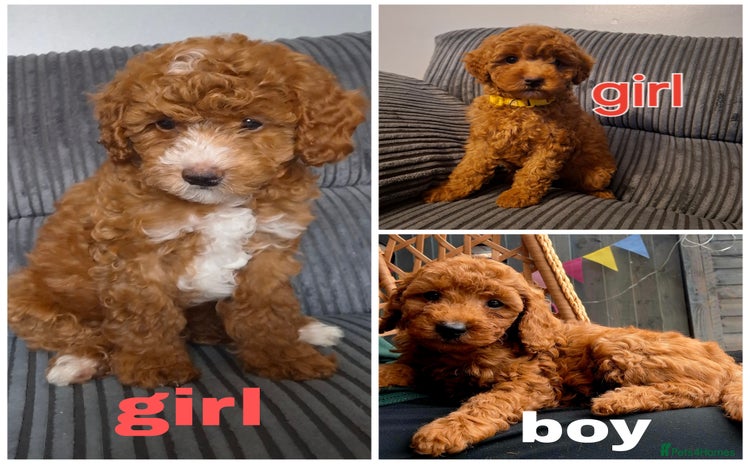 Cockapoo dogs - Advert 14