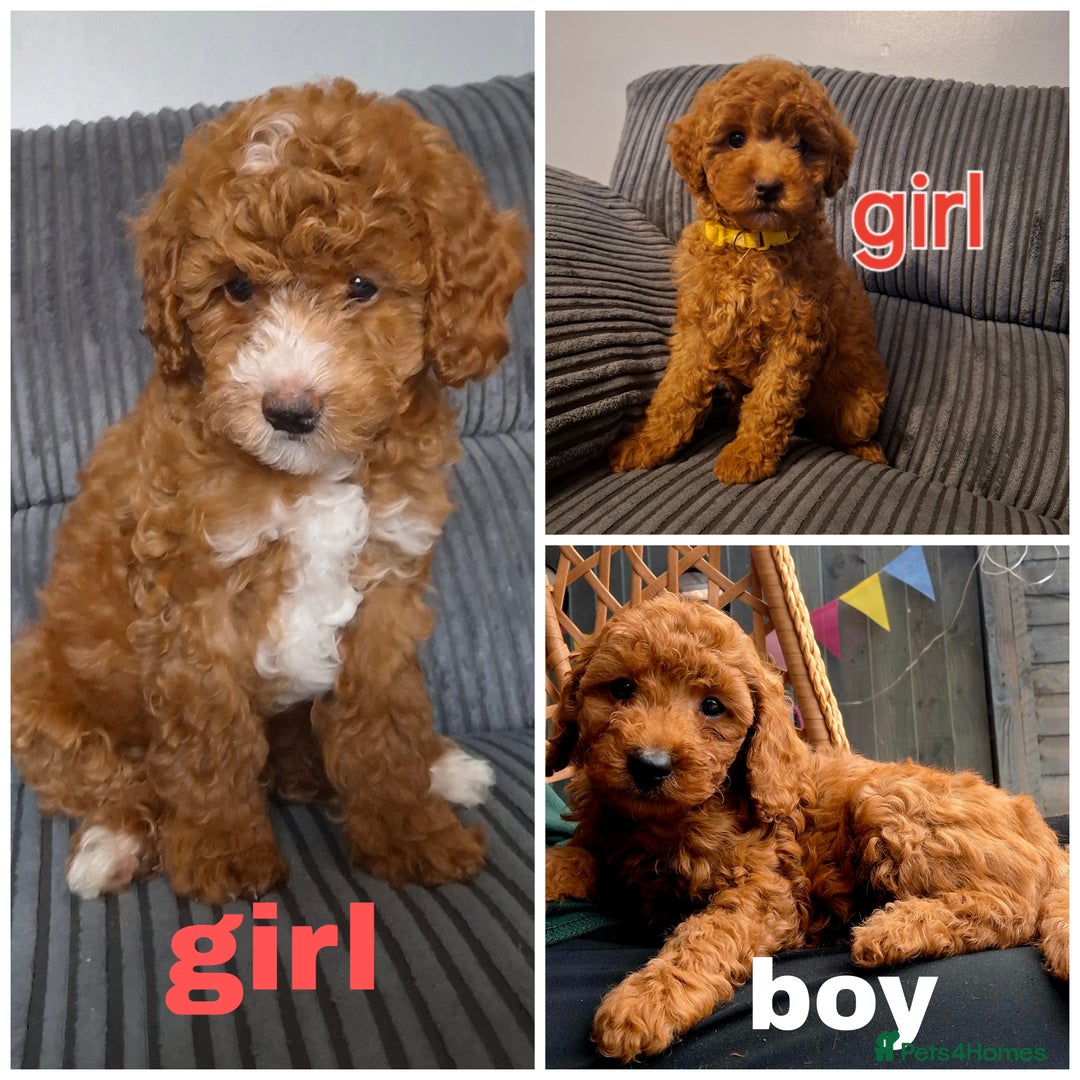 Cockapoo dogs for sale: Toy cockapoo puppies - Image 1