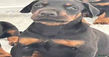 Dobermann dogs - Advert 3