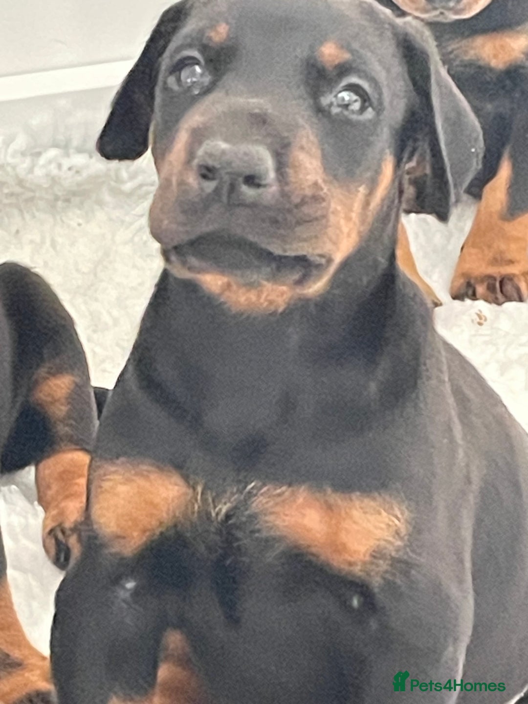 Dobermann dogs for sale: KC REG Fully health tested parents - Image 24