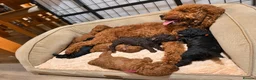 Cockapoo dogs for sale: Beautiful True Teddy Face Curly Cockapoo Puppies - Advert 28