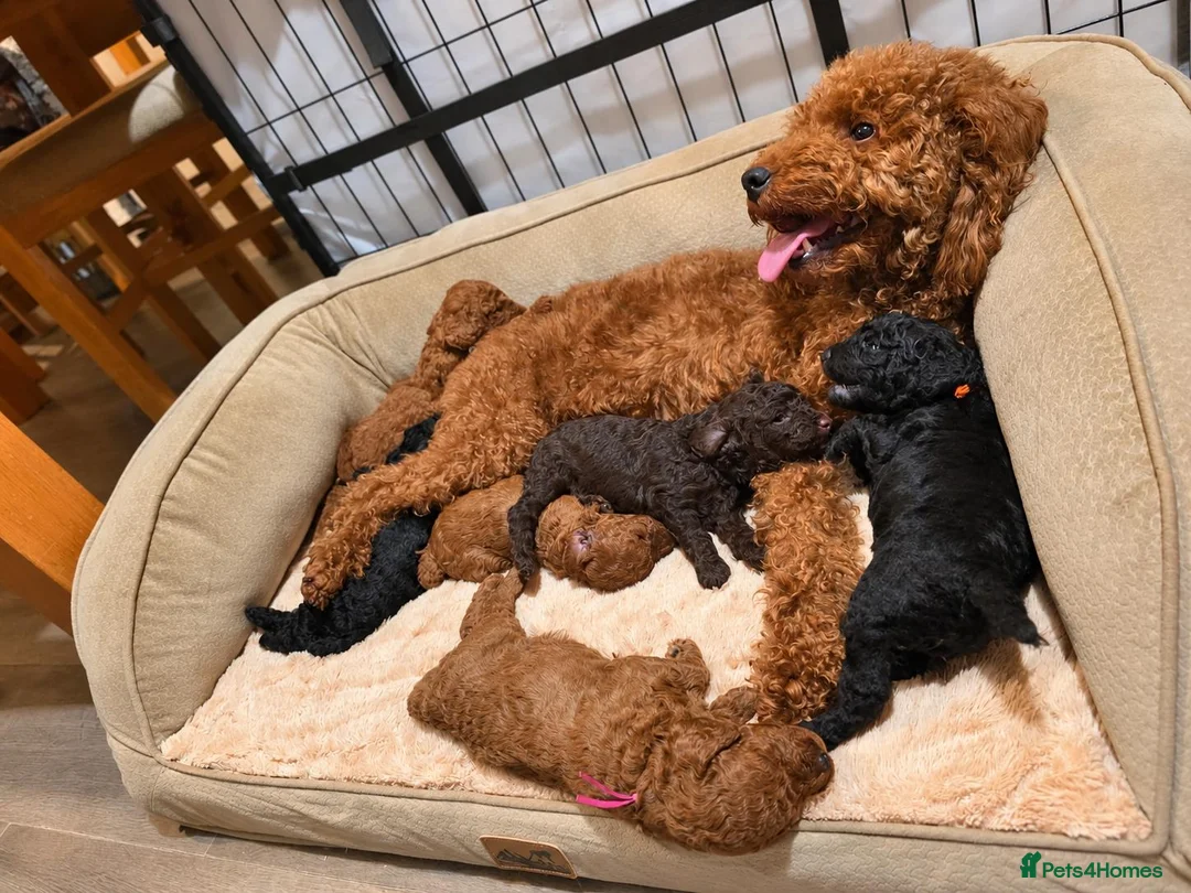 Cockapoo dogs for sale: Beautiful True Teddy Face Curly Cockapoo Puppies - Advert 28