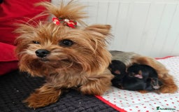 Yorkshire Terrier dogs for sale:  Yorkshire terriers🐶Kc.reg.💙1 BOY available 🧡💚 - Image 6