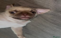 Pug dogs for sale: Beautiful pug pups ready for there forever homes  - Image 11