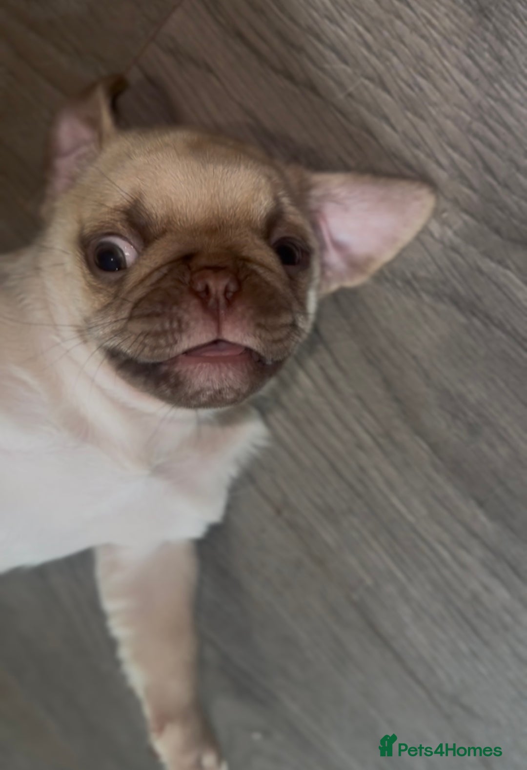 Pug dogs for sale: Beautiful pug pups ready for there forever homes  - Image 11