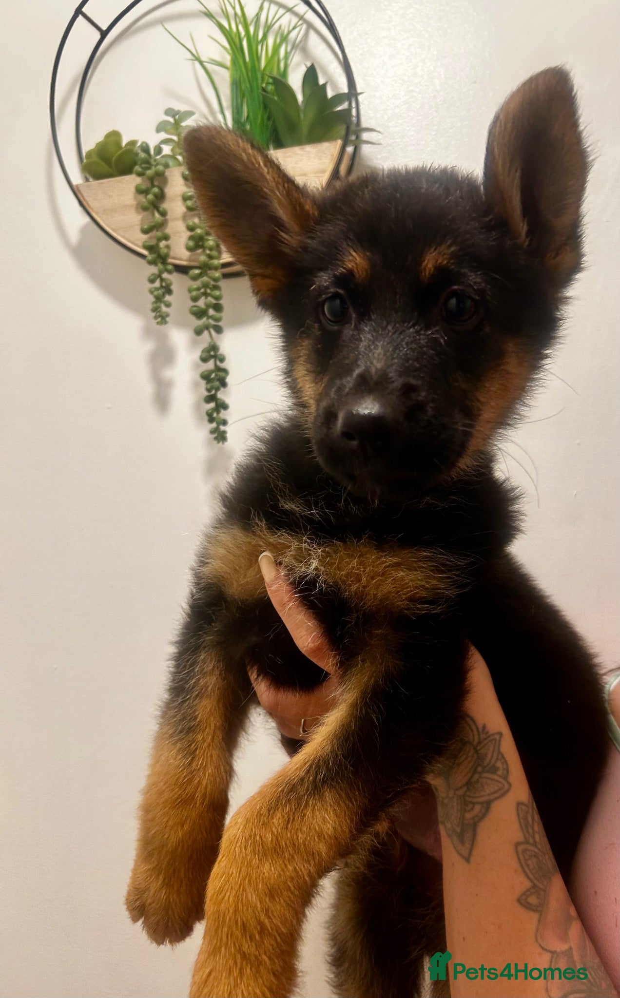 German Shepherd dogs German shepherd puppies! (Ready to leave)  - Advert 2