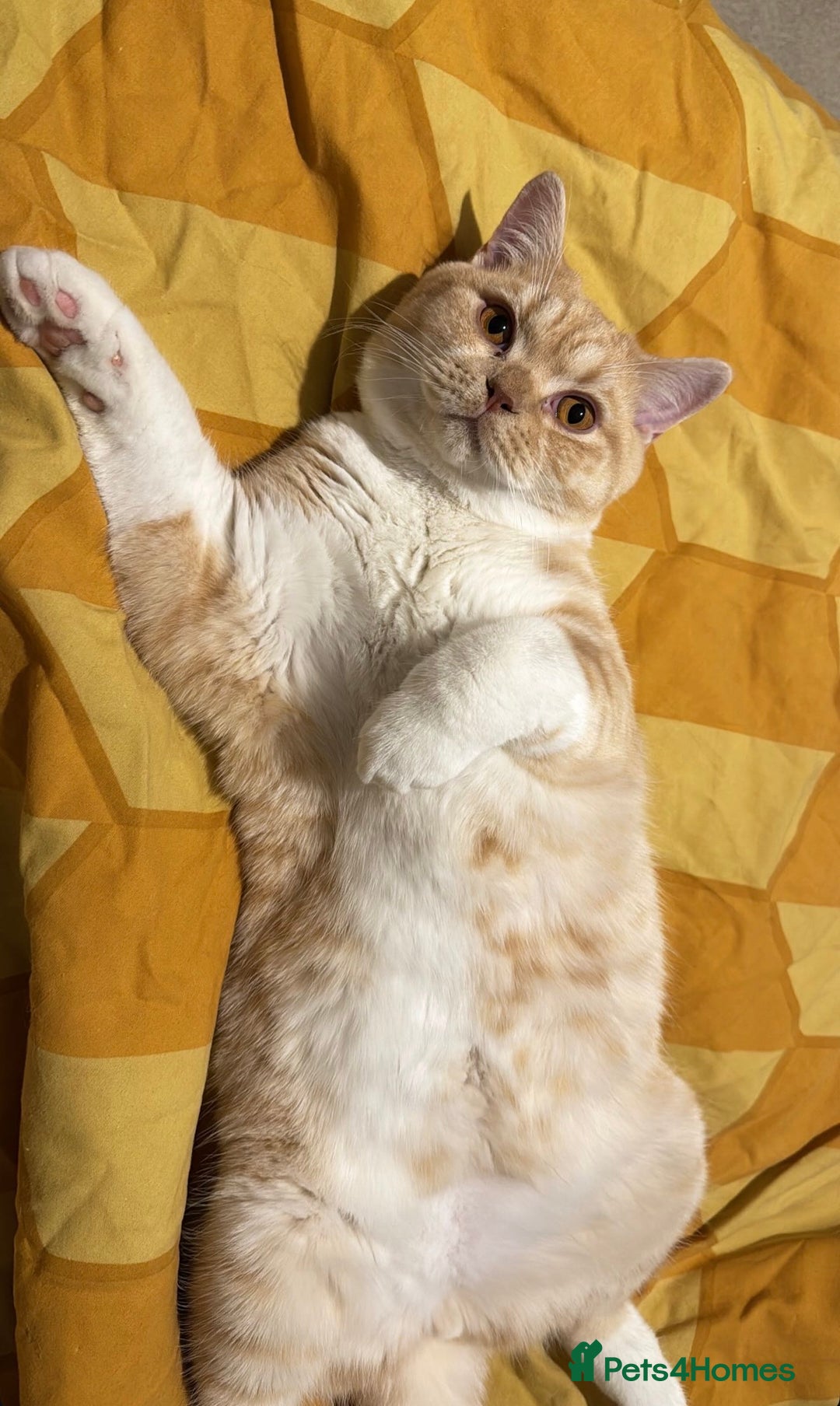 British Shorthair cats for sale: Beautiful British Shorthair Boy - Advert 4