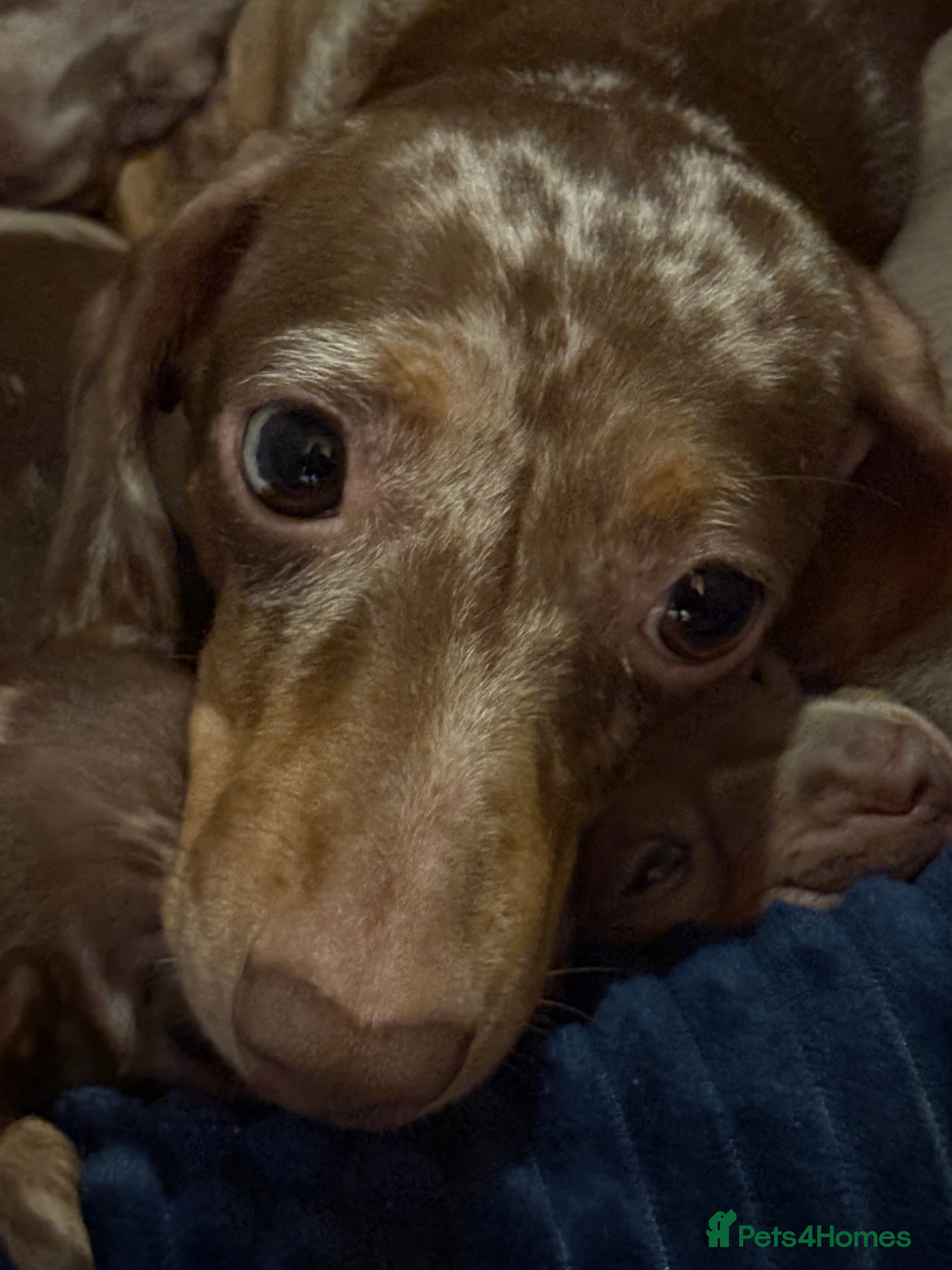 Miniature Dachshund dogs Miniature shorthaired dachshund pups - Advert 1