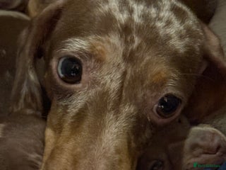 Miniature Dachshund dogs Miniature shorthaired dachshund pups - Advert 1