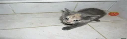 Mixed Breed cats for sale: 5 BEAUTIFUL KITTENS FOR SALE - Advert 5