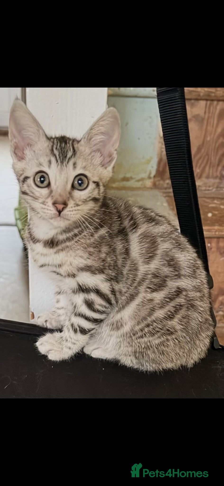 Bengal cats for sale: BENGAL 🔥 KITTENS TICA REGISTERED  - Advert 8