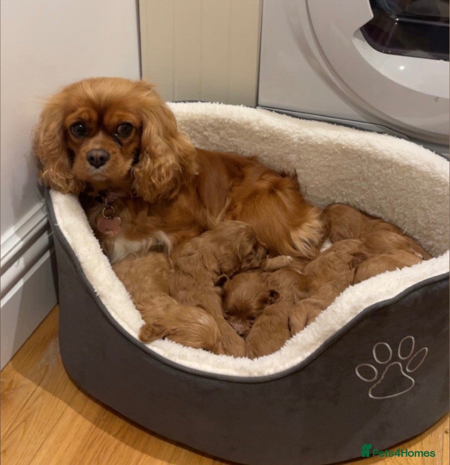 Cavapoo dogs for sale: 5⭐️cavapoo  - Advert 1