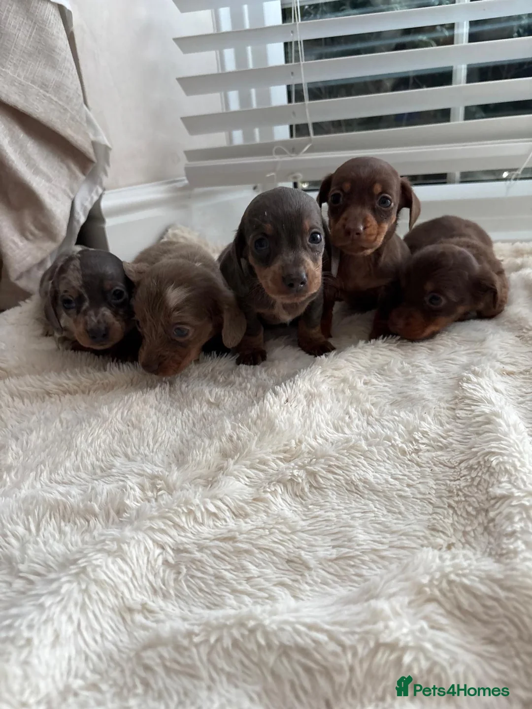 Miniature Dachshund dogs for sale: Miniature dachshunds  - Advert 11