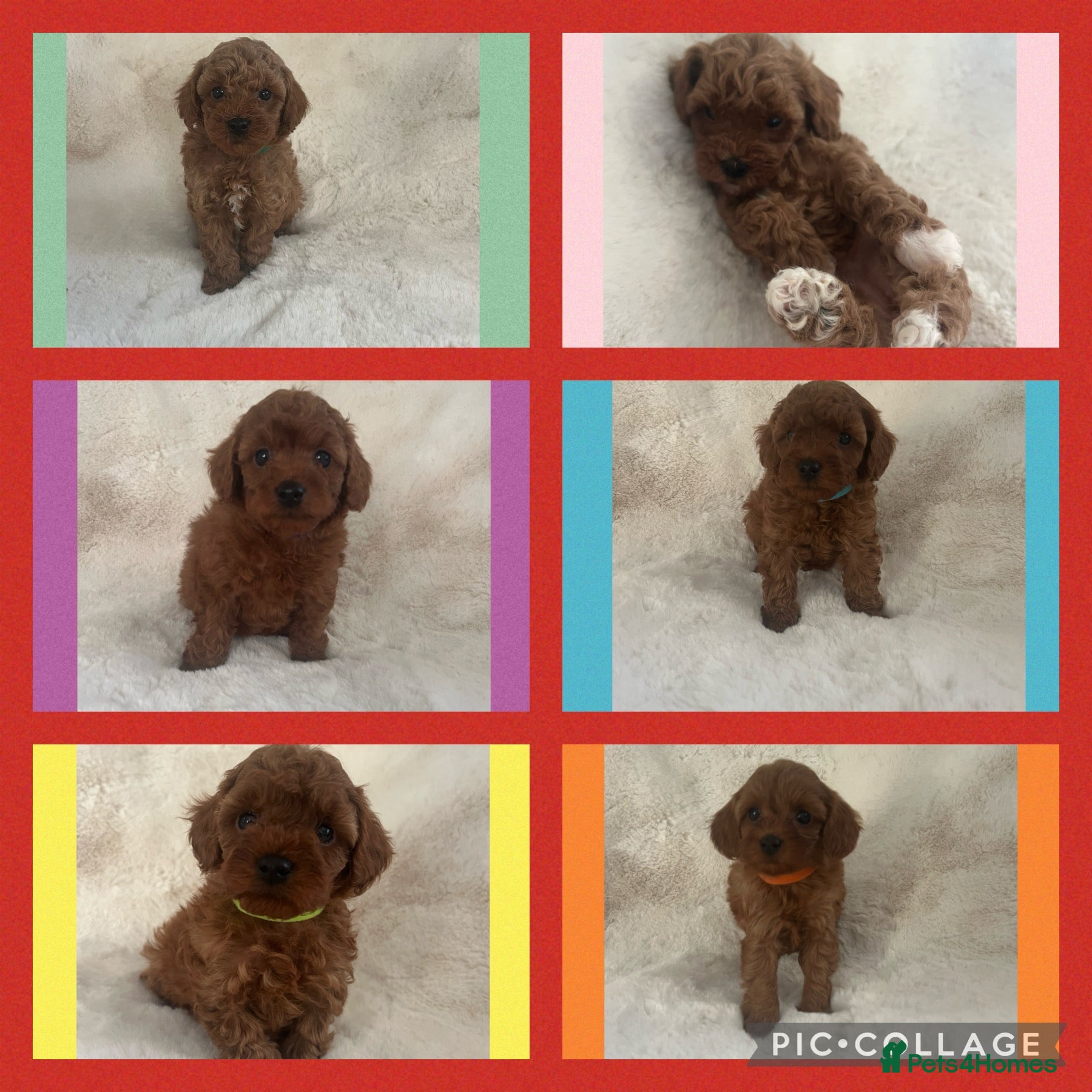 Cavapoo dogs for sale: Merlesque 5⭐️Toy F1b curly teddy bear coats  - Advert 2