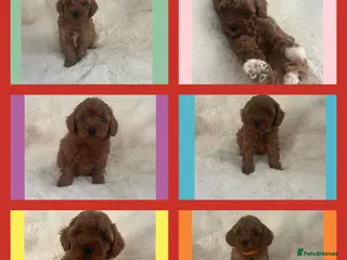 Cavapoo dogs for sale: Merlesque 5⭐️Toy F1b curly teddy bear coats - Advert 2