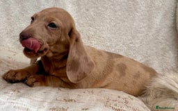 Miniature Dachshund dogs for sale: READY TO LEAVE Rainbow KC Reg Miniature Dachshunds - Image 26