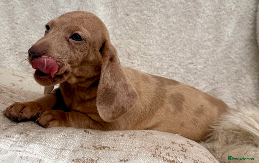 Miniature Dachshund dogs for sale: READY TO LEAVE Rainbow KC Reg Miniature Dachshunds - Image 26