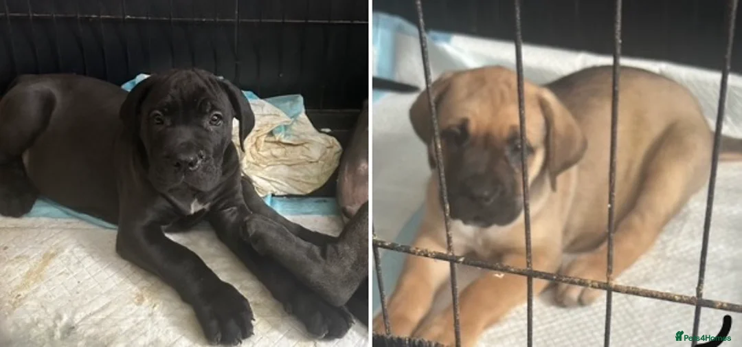 Cane Corso dogs for sale: Stunning pure cane corso puppies  - Advert 1