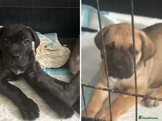 Cane Corso dogs Stunning pure cane corso puppies - Advert 5