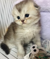 Scottish Fold cats - Advert 1