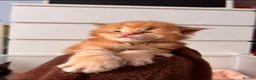 Maine Coon cats for stud: Proven Red tabby Maine coon stud - Advert 18