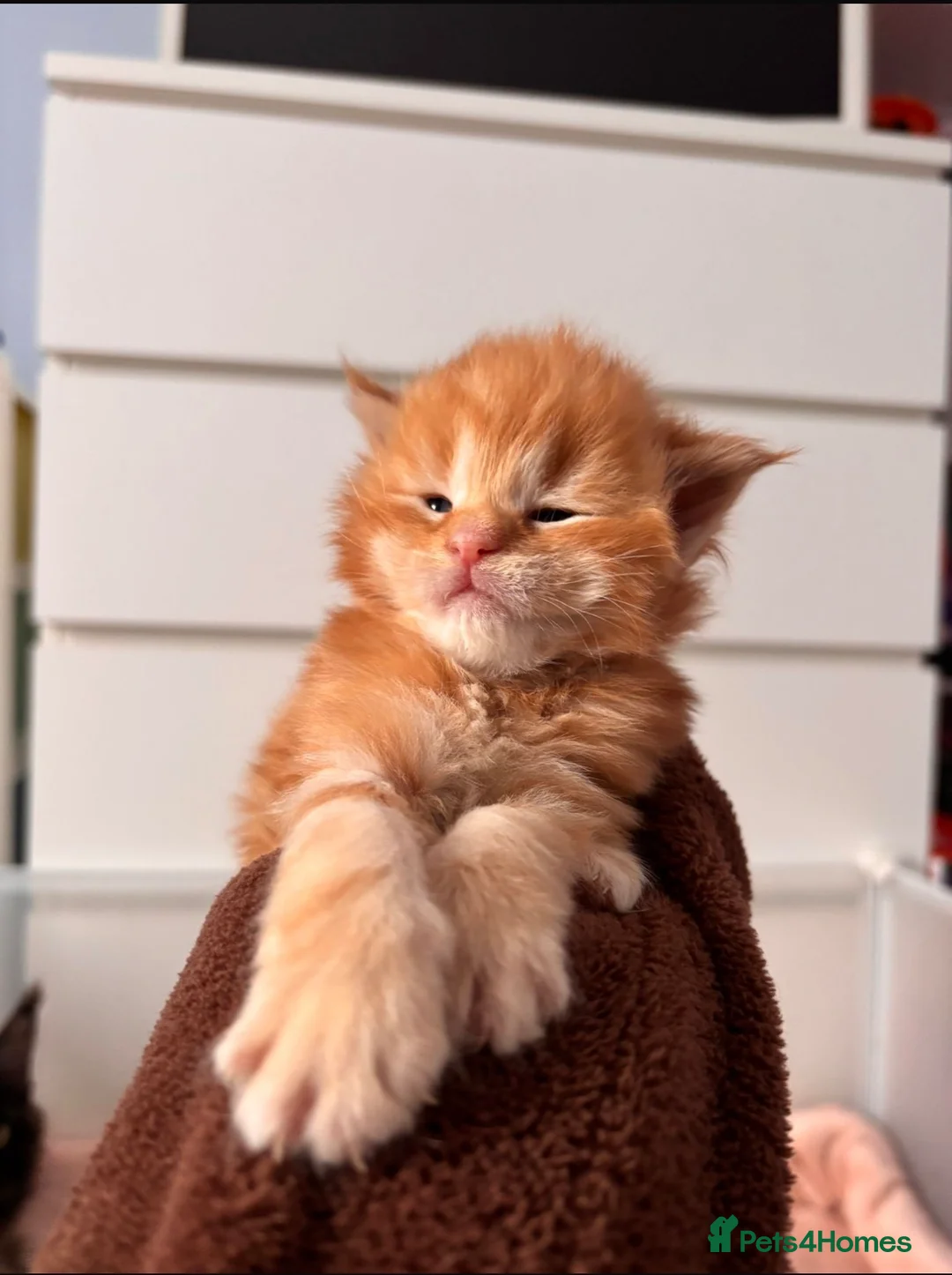 Maine Coon cats for stud: Proven Red tabby Maine coon stud - Advert 18